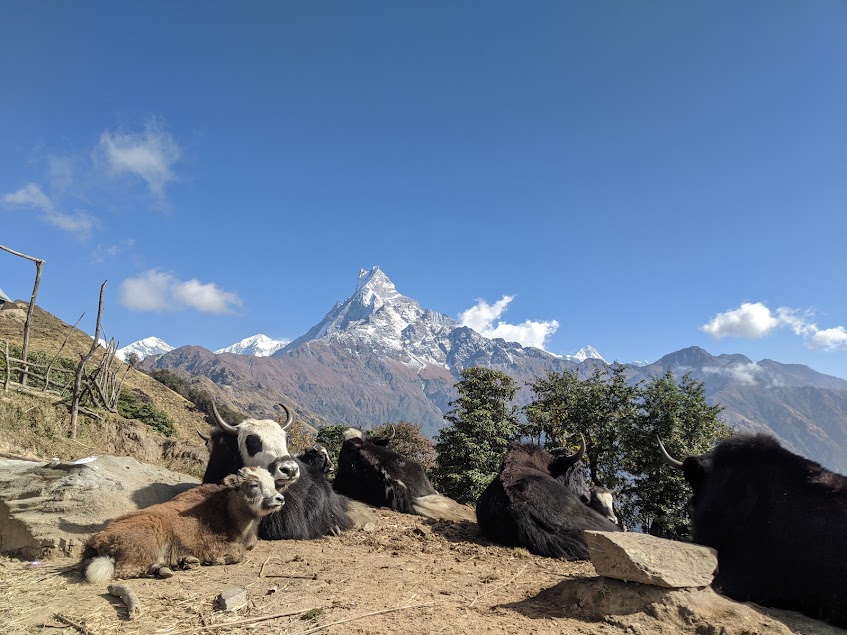 A complete guide to Mardi Himal Trek one of the finest short treks in Nepal