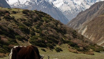 The Tsum Valley Trek – 20 Days