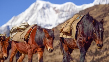 Lunana Snowmand Trek – 32 Days