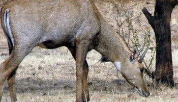 Koshi Tappu Wildlife Tour 3 Days