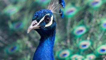 Bardia National Park Tour 3 Days
