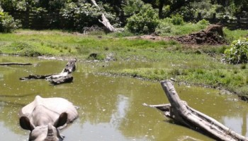 Chitwan Wildlife Tour 3 Days
